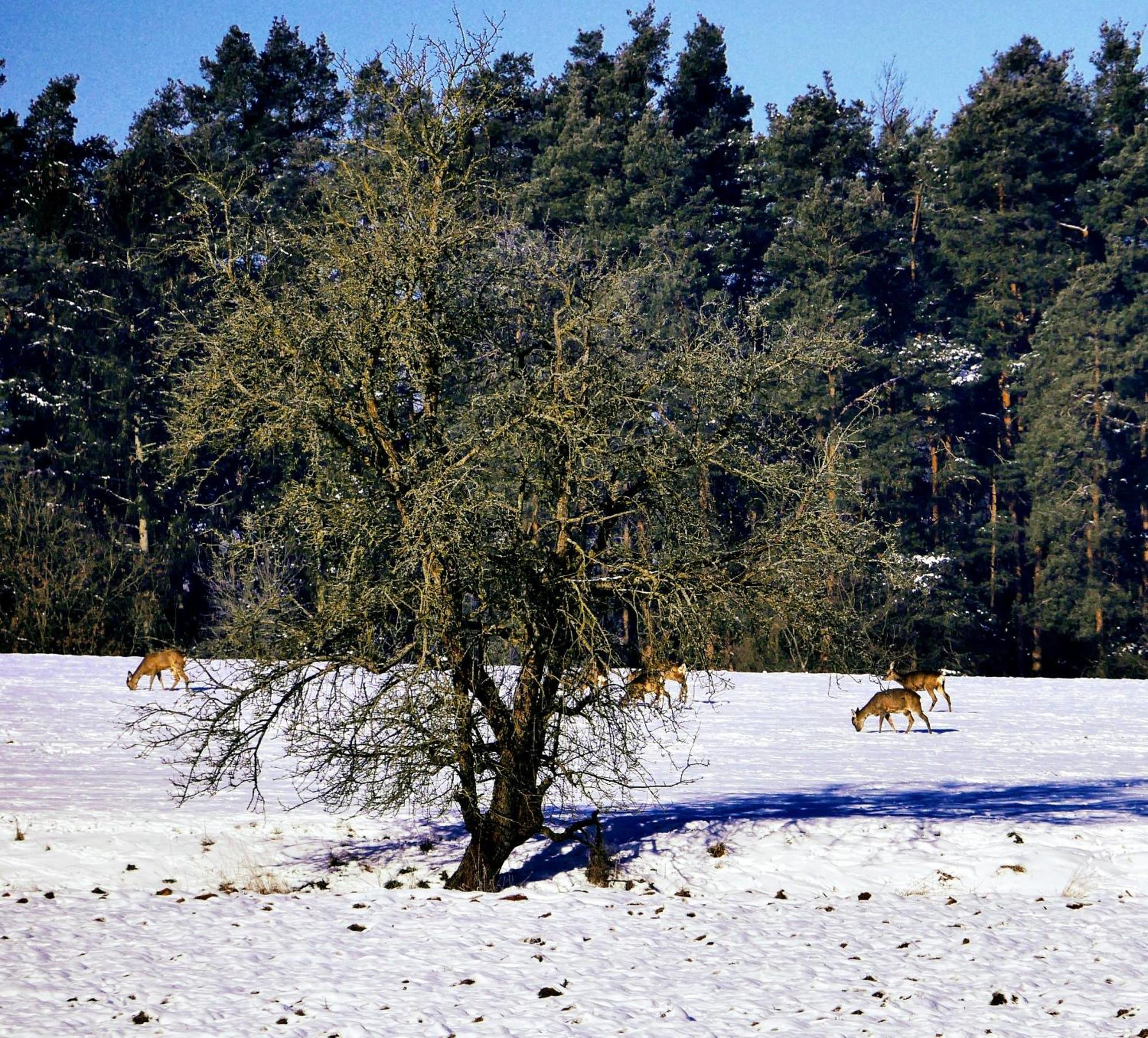 Ulbrich Langenstadt Дом отдыха Neudrossenfeld